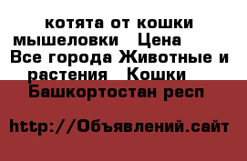 котята от кошки мышеловки › Цена ­ 10 - Все города Животные и растения » Кошки   . Башкортостан респ.